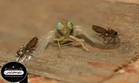 عمرطبیعی مگس ها