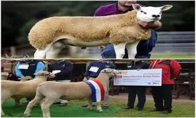 گرانترین نژاد گوسفند دولان است !