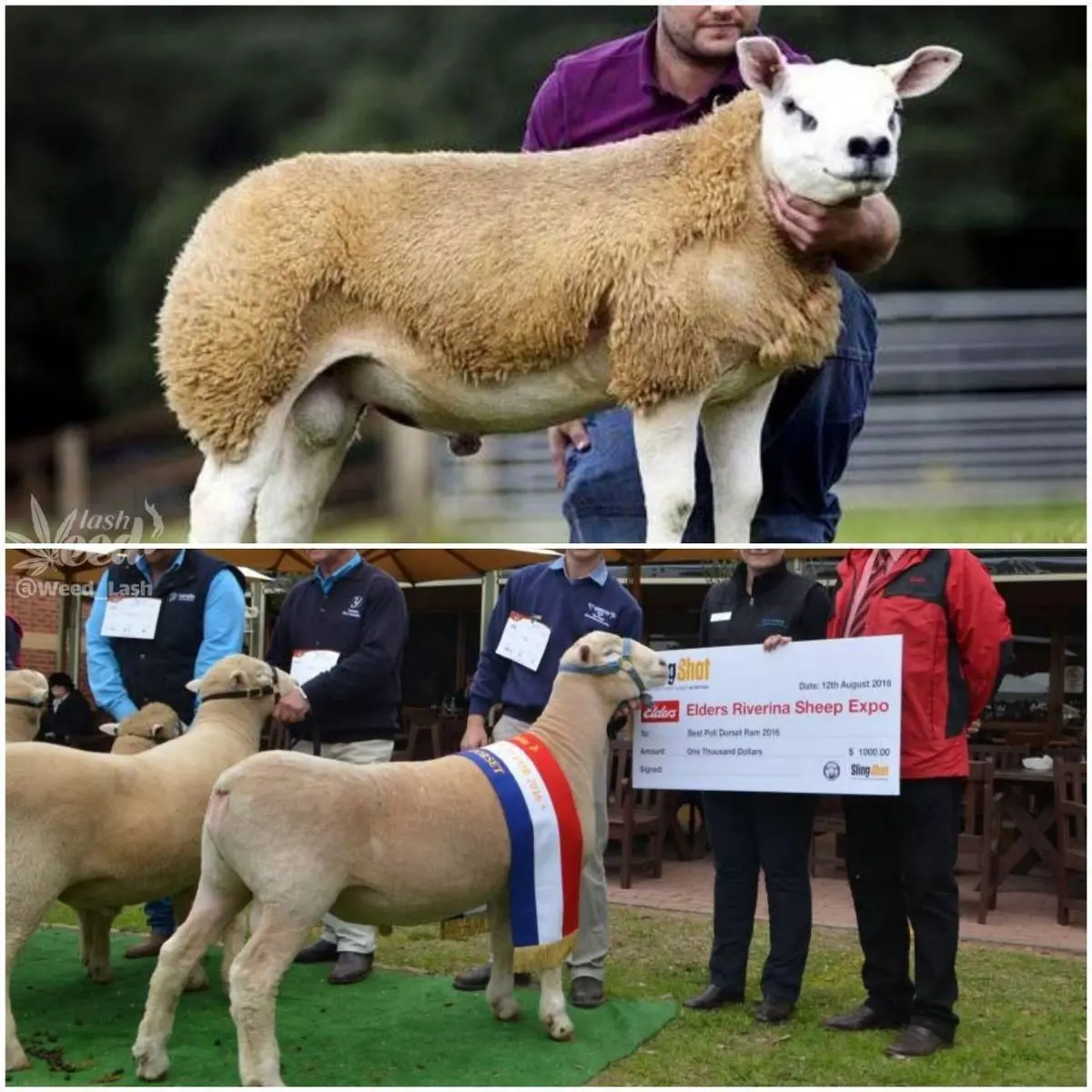 گرانترین نژاد گوسفند دولان است !