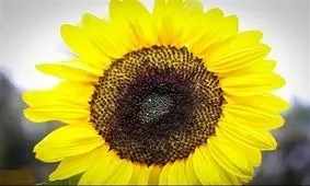 مزارع آفتابگردان در اهواز +تصاویر