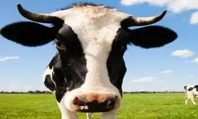 حکم اعدام برای گاو باردار رد شده از مرز اتحادیه اروپا!