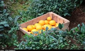 نخستین جشنواره مرکبات جنوب استان کرمان برگزار شد