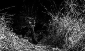 سیاه ترین پلنگی که تاکنون دیده اید! + تصاویر