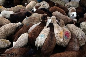 واردات هوایی گوسفند زنده از هفته آینده آغاز می شود