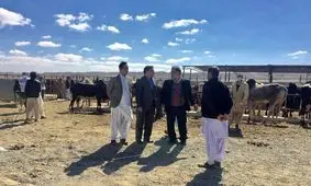 واردات دام سنگین از پایانه‌ مرزی کوهک سراوان آغاز شد