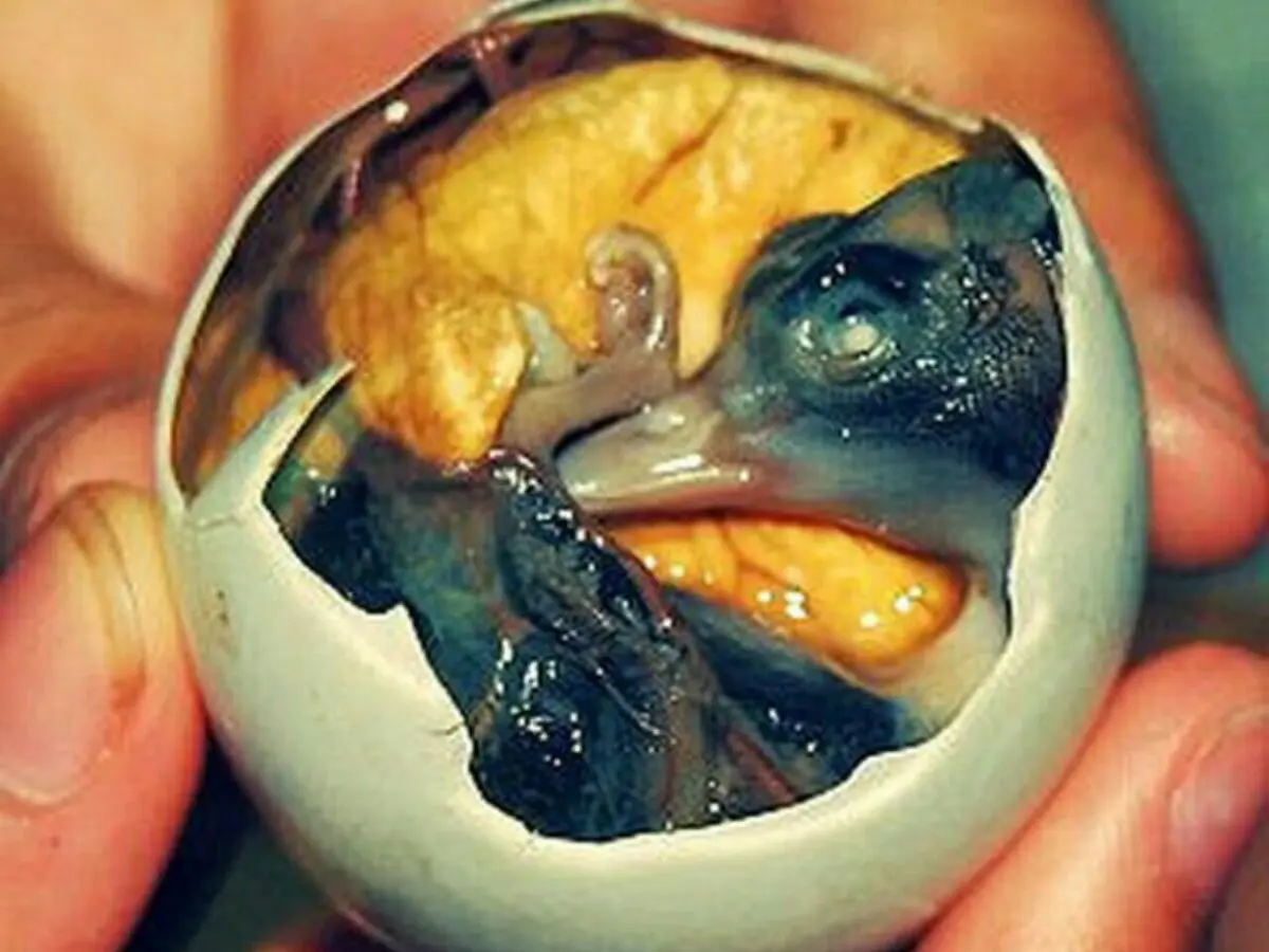 عجیب ترین غذا در فیلیپین بنام بالوت balut