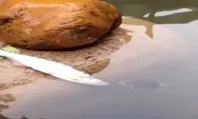 نجات ماهی توسط لاک پشت