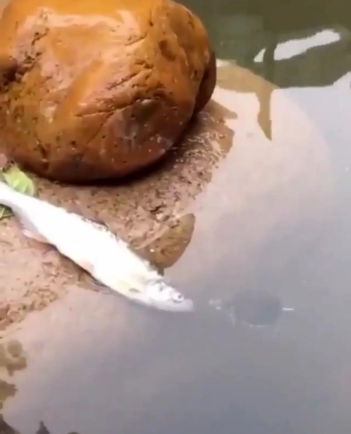 نجات ماهی توسط لاک پشت