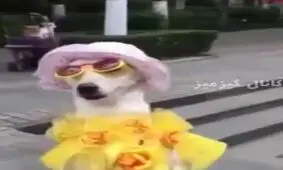 سگهایی که شبیه انسان شده اند