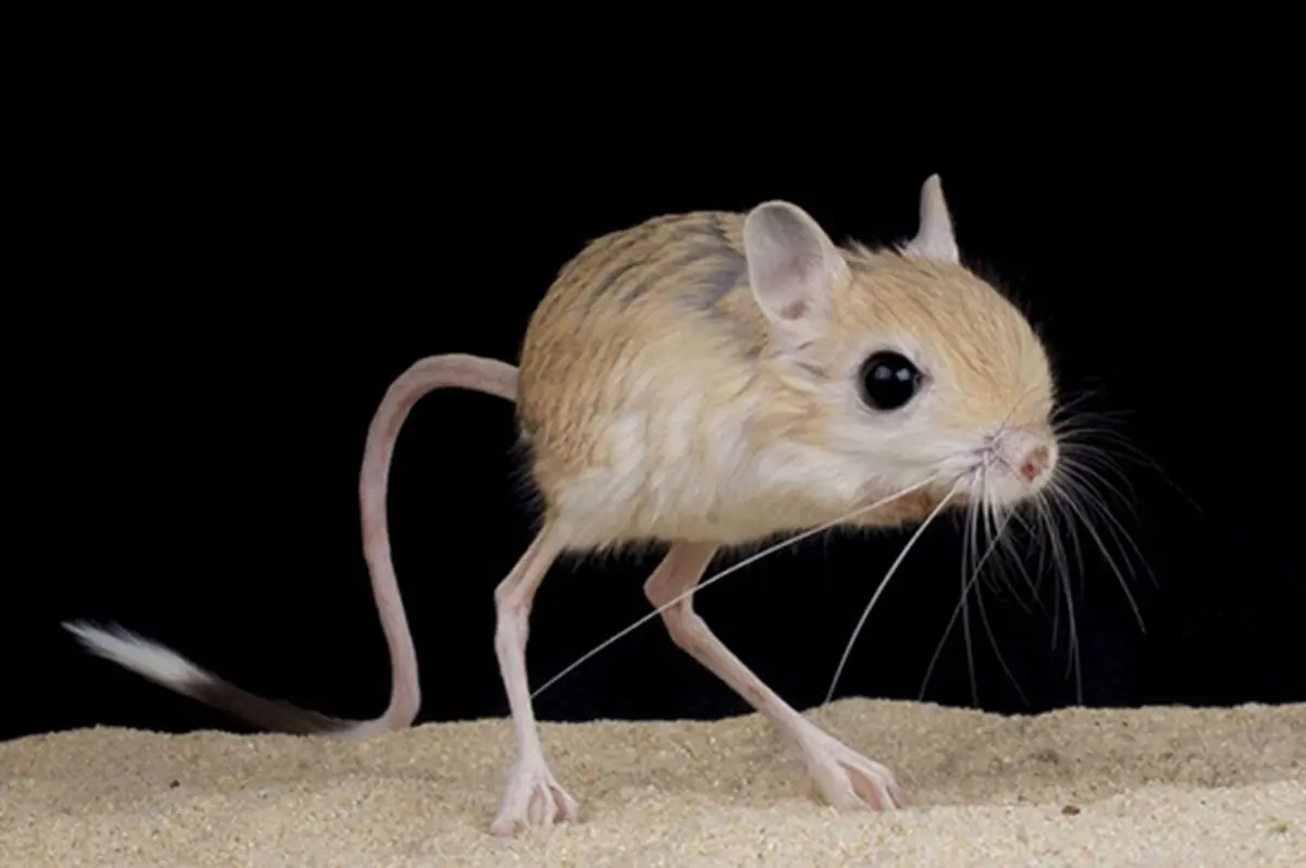 کوچک‌ترین حیوانات دنیا؛ از کوسه‌های یک وجبی تا خفاش‌های بند انگشتی