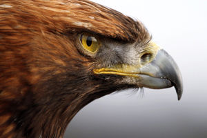 عجیب اما واقعی؛ فروش عقاب به عنوان حیوان خانگی در فضای مجازی + عکس