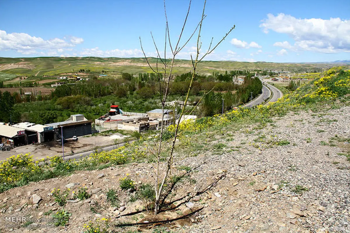 محکومیت یک متخلف محیط زیستی به کاشت ۲۰ اصله درخت
