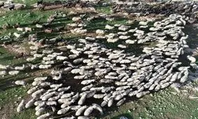 گرانی گوشت به قاچاق دام ربطی ندارد؛ آقایان آدرس غلط ندهند