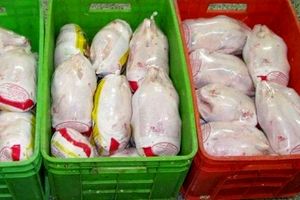 مرغ یخی تنظیم بازار وارد کشور می شود / قیمتهای جدید مرغ تعیین می شود