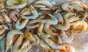 تولید آنزیم کاربردی در صنایع از پسماند میگوی خلیج‌فارس