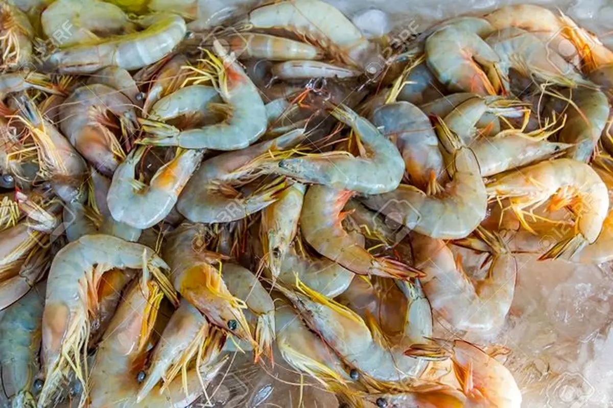 تولید آنزیم کاربردی در صنایع از پسماند میگوی خلیج‌فارس