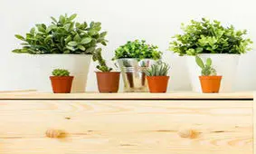 ۱۰ گیاه آپارتمانی که خواب راحت شما را تضمین می‌کنند!