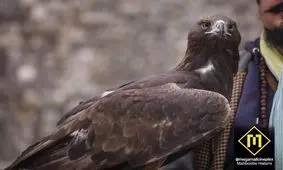 ورود یک عقاب به سینمایی در تهران+تصاویر