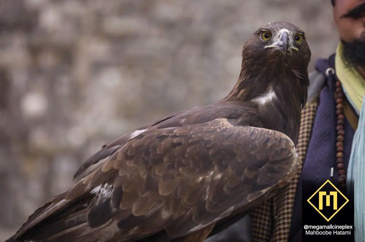 ورود یک عقاب به سینمایی در تهران+تصاویر