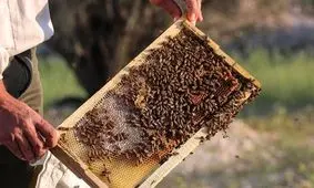 پایتخت زمستانی عسل ایران +عکس