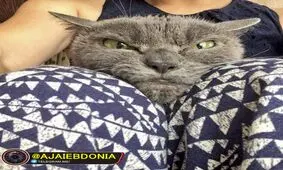 عصبی ترین گربه جهان