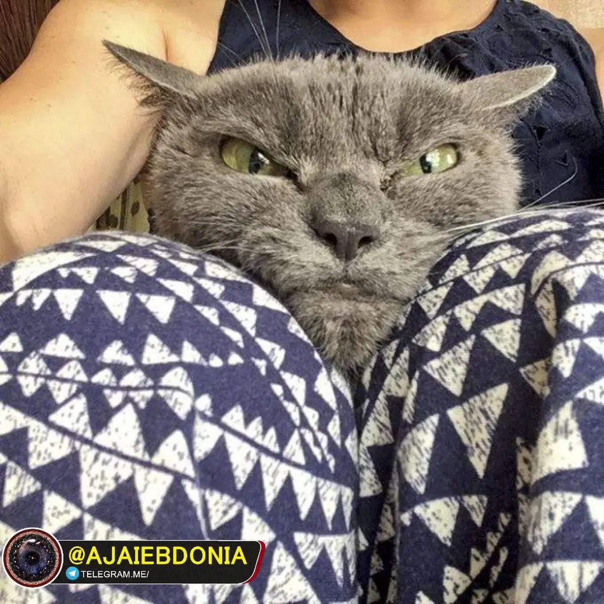 عصبی ترین گربه جهان