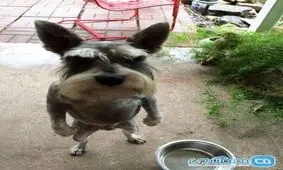 دیدنی ترین تصاویر از حیوانات عصبی و دنیایی از خشم و ناراحتی