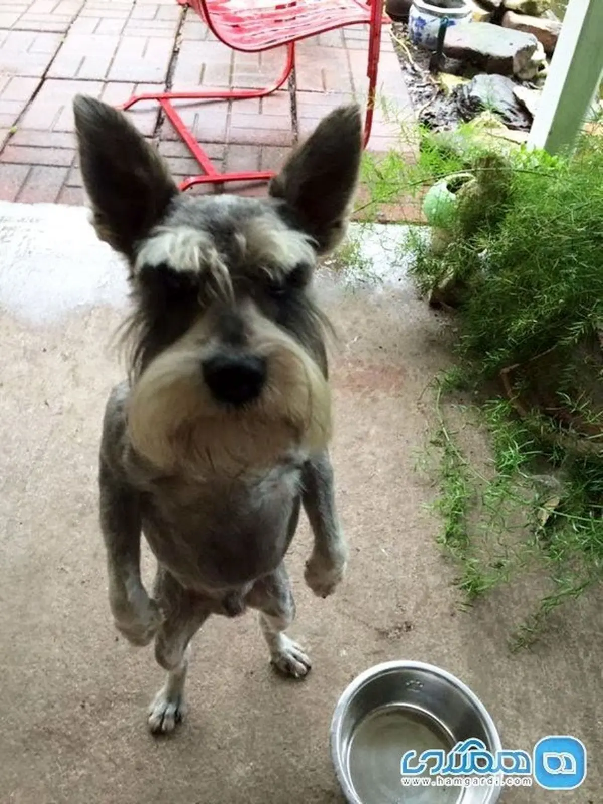 دیدنی ترین تصاویر از حیوانات عصبی و دنیایی از خشم و ناراحتی