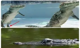 کروکدیل ها چطور شکار میکنند؟