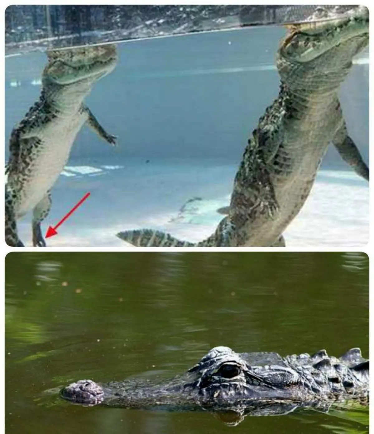 کروکدیل ها چطور شکار میکنند؟