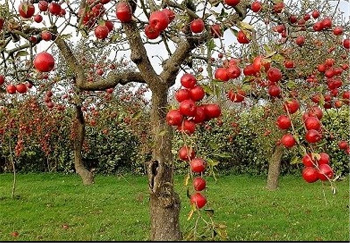 گزارش‌های مربوط به تغییر کاربری باغ سیب مهرشهر کرج صحت ندارد