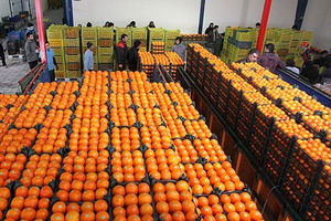 ۱۸۰۰ تن میوه شب عید به قیمت مصوب در استان مرکزی توزیع می شود