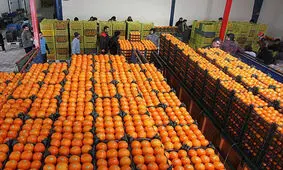 ۱۸۰۰ تن میوه شب عید به قیمت مصوب در استان مرکزی توزیع می شود