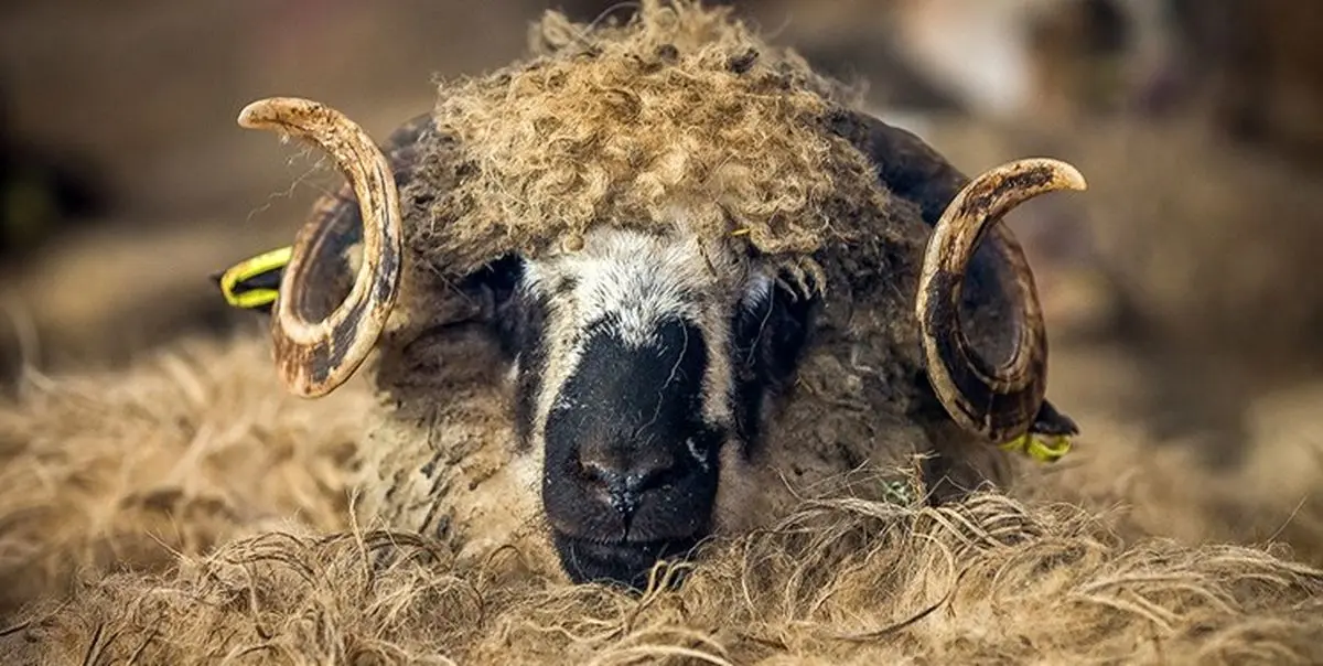 چه کسی گوشت را گران کرد؟