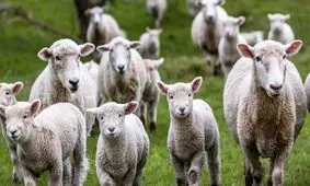 فیلم/ ماجرای مرموز قاچاق دام‌های مولد!