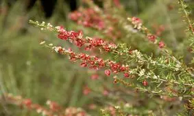 کاشت گیاهان کم آبخواه در یزد اجبار است نه انتخاب