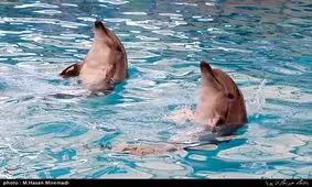 ‌دلفیناریوم در شهر اهواز احداث می‌شود