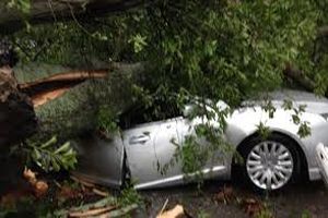 سقوط ناگهانی درخت روی خودرو