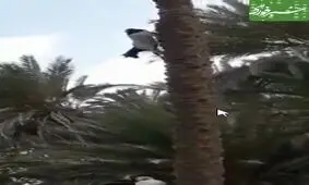 رد قانون جاذبه نیوتن