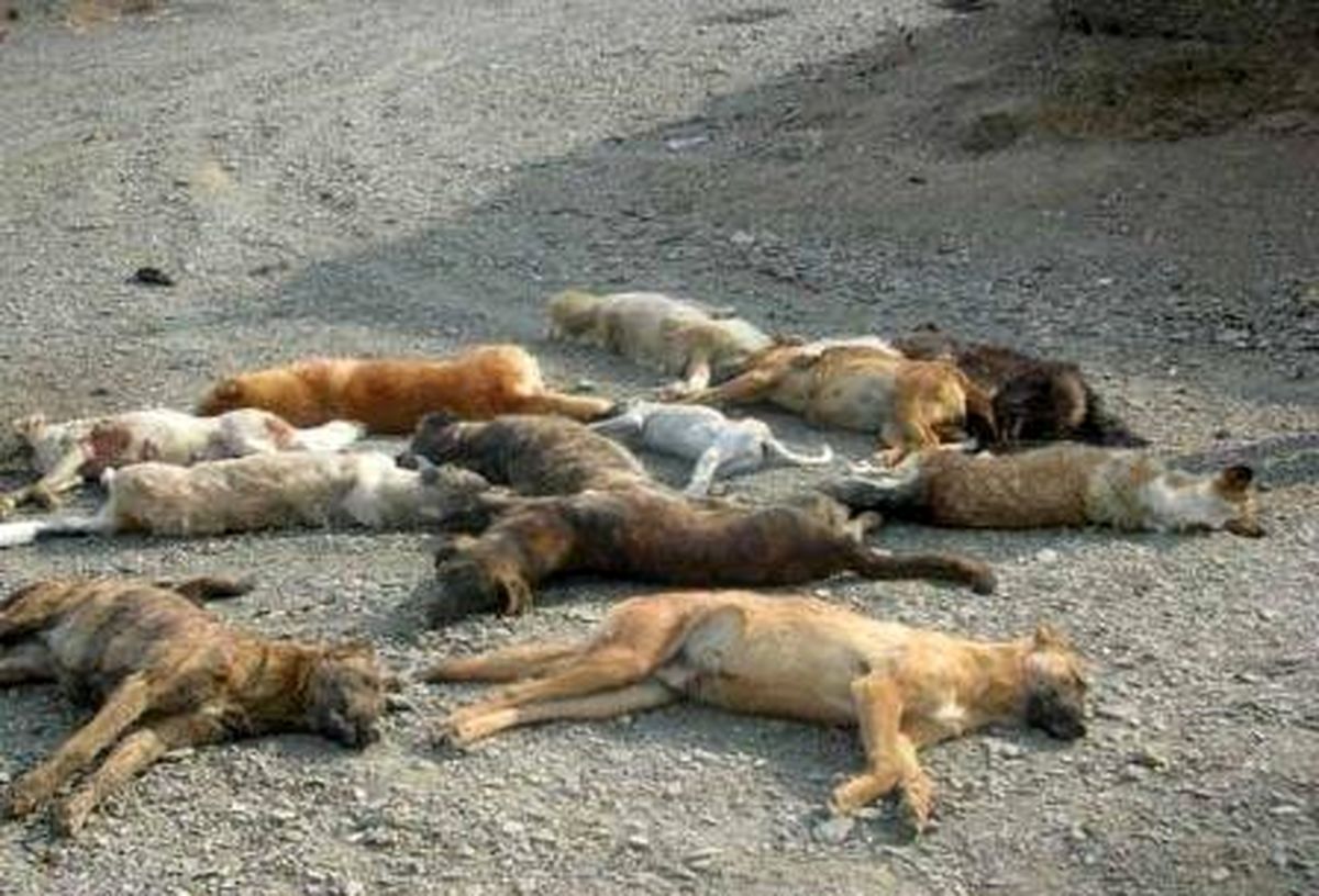 کشتار سگها با سیانور تایید محیط زیست نیست