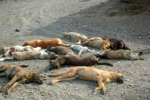 کشتار سگ‌ها با سیانور تایید محیط زیست نیست