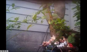 گربه‌ای که نمایشگاه عکس برپا کرد!!