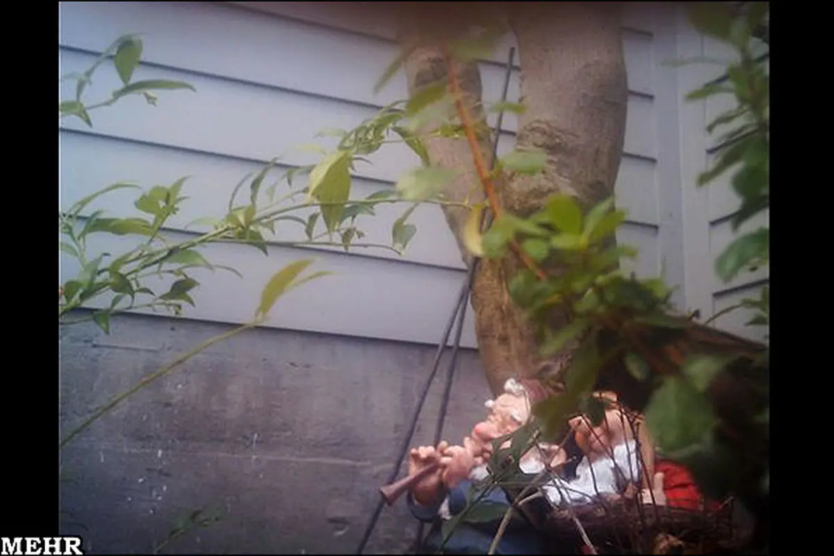 گربه‌ای که نمایشگاه عکس برپا کرد!!