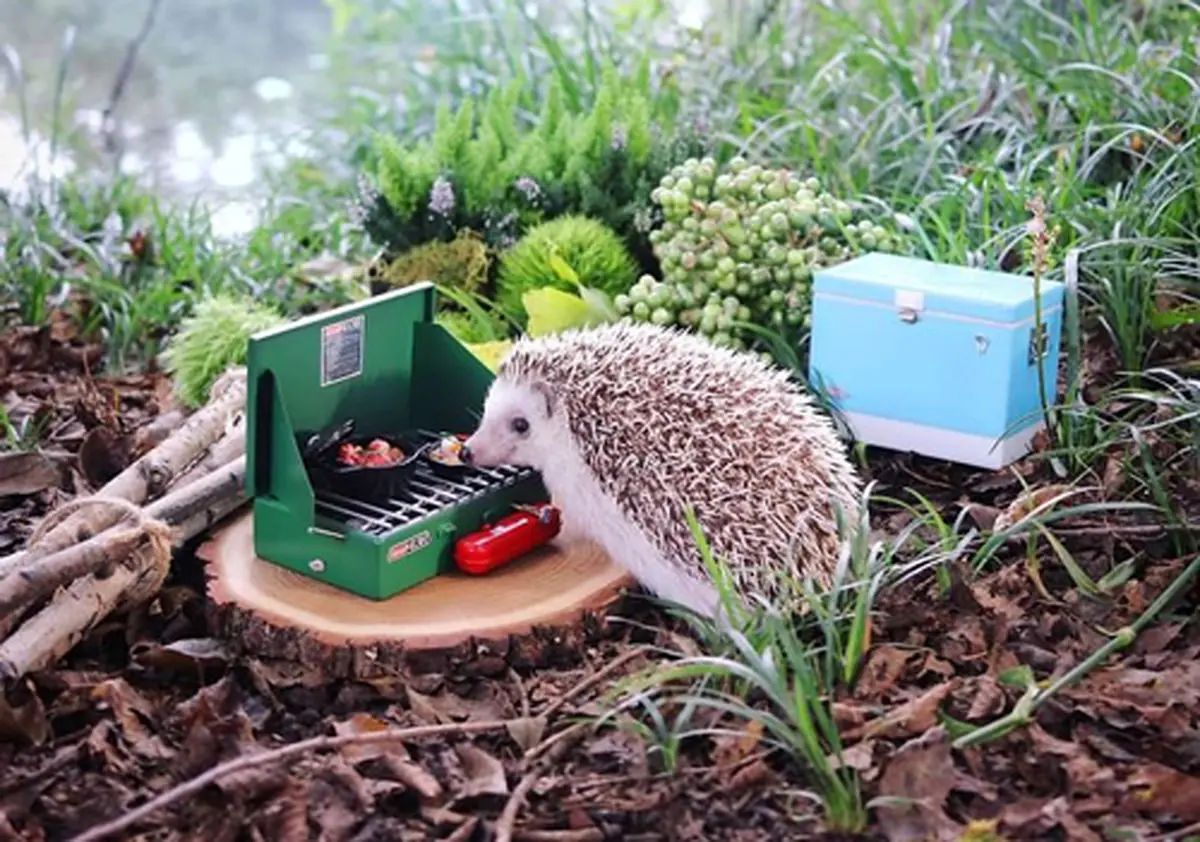 حیواناتی که شاخ اینستاگرام شده اند (عکس)