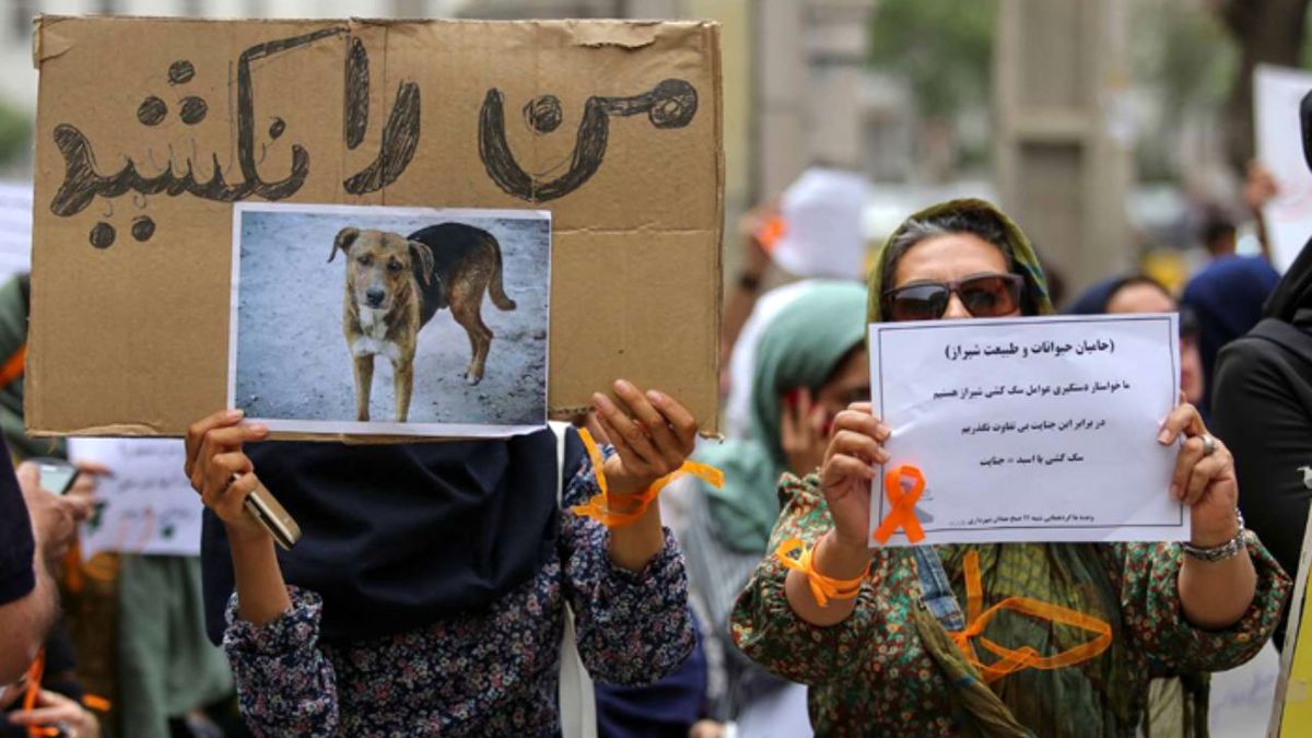 سگکشی با سیانور/ شهرداری برای عقیمسازی سگها بودجه میگیرد اما آنها را میکشد