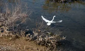 ۳ تالاب استان همدان به صورت طبیعی تشکیل شده‌اند