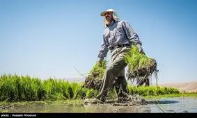 کشت برنج در کهگیلویه و بویراحمد ممنوع می‌شود