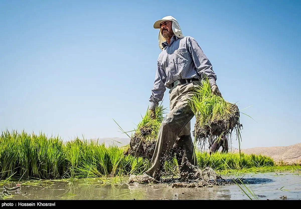 کشت برنج در کهگیلویه و بویراحمد ممنوع می‌شود