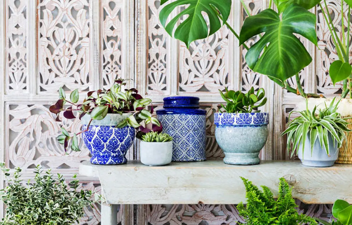 چکار کنیم تا گیاهان آپارتمانی پژمرده نشوند؟