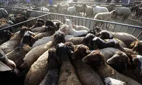 کاهش ۶هزارتومانی قیمت دام زنده در بازار